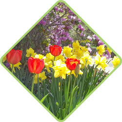 Seasonal Flower Color Rotation Gardening Services in Bergen County, New Jersey
