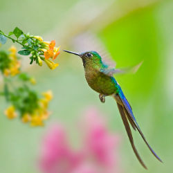 hummingbird in garden