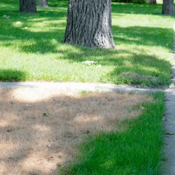 Check for Lawn Discoloration 